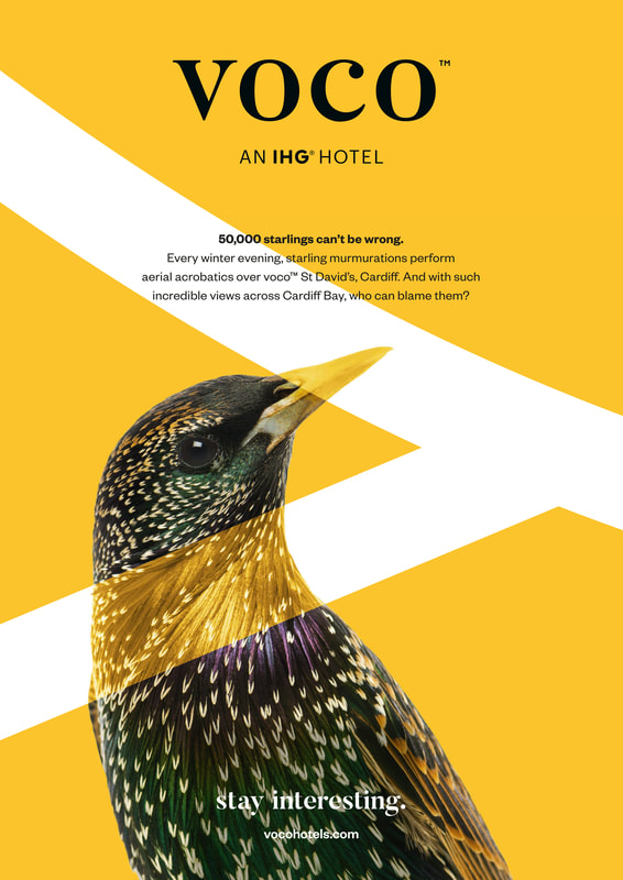 voco — starling, 50,000 starlings can't be wrong