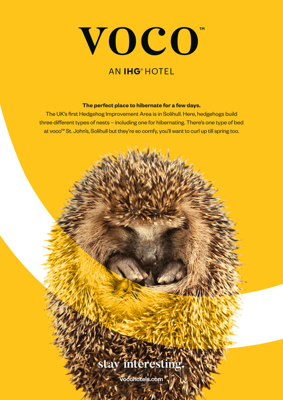 voco — hedgehog, The perfect place to hibernate